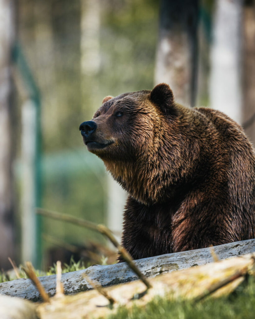 American brown bear/Photo by Janko Ferlic