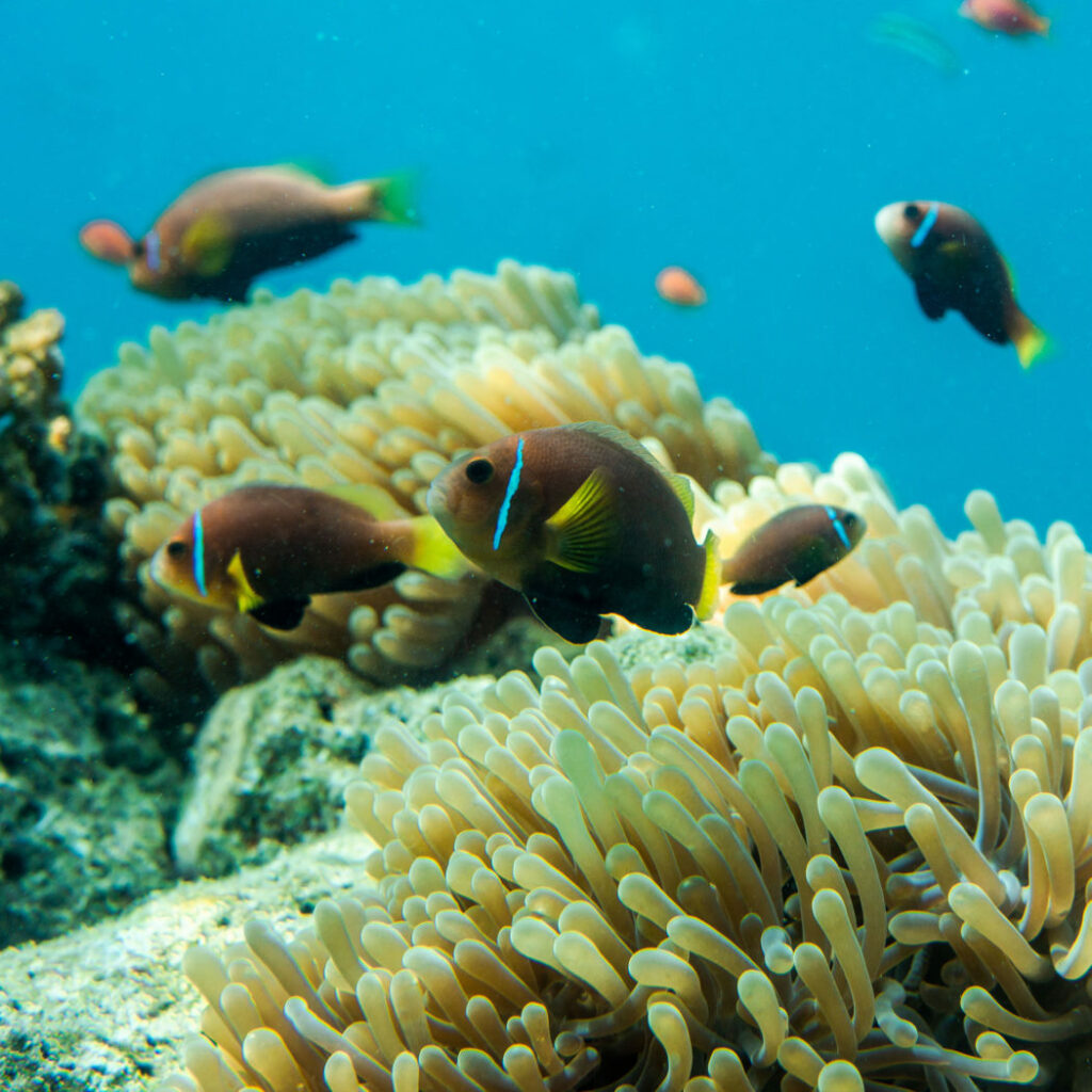 Kihavah Huravalhi Island, Maldives